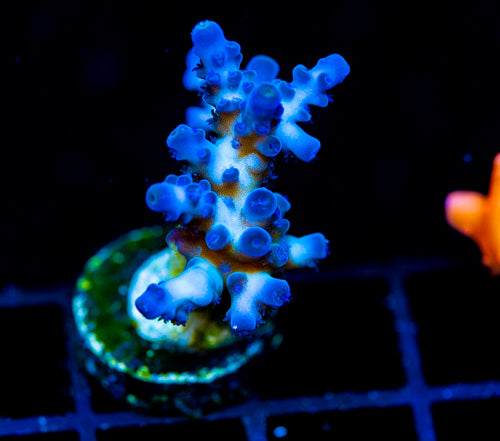 JF ROBINS EGG ACRO XL FRAG