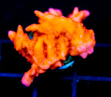 JF RED HOT SETOSA