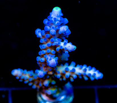 WWC YELLOW TIPS ACRO 2"