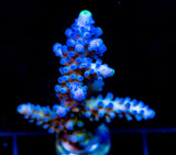 WWC YELLOW TIPS ACRO 2