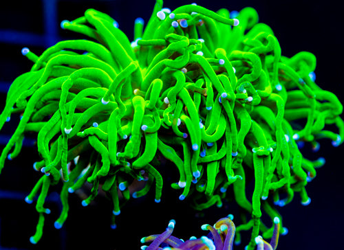 JF COTTON CANDY TORCH XL FRAG 2 HEADS