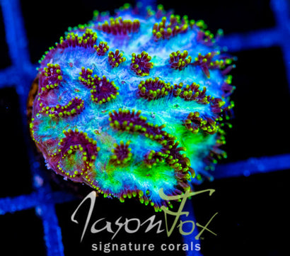 JF MAGIC CARPET HYDNO