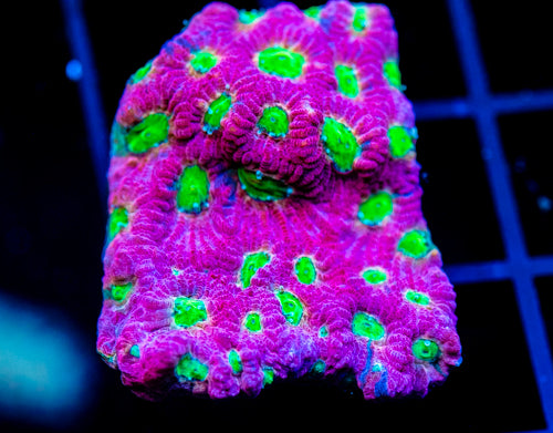 JF DAY GLO FAVIA XL FRAG