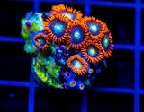 JF ORANGE COSMOS ZOAS