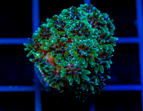 JF FIRE WORKS GALAXIA