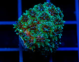 JF FIRE WORKS GALAXIA