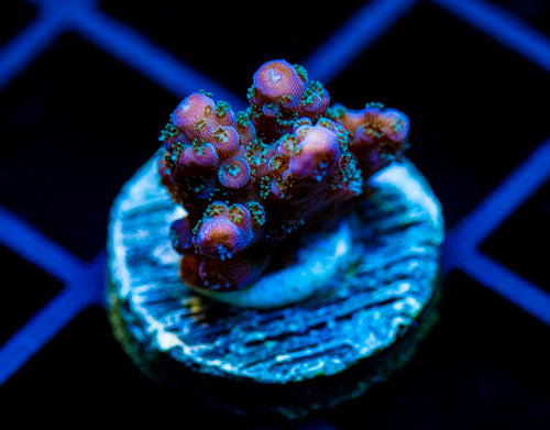 JF BLUE MONSTER MILLI