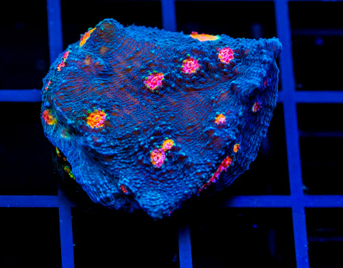 TYREE PUMPKIN PATCH CHALICE XL FRAG