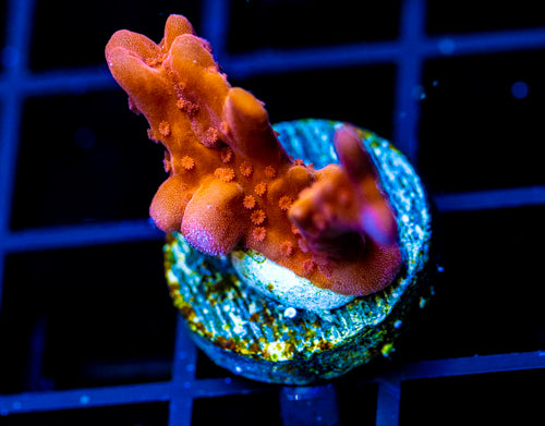 JF BLACK LIGHT SETOSA