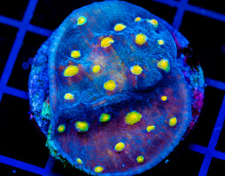 JF HALLOWEEN CHALICE XL FRAG