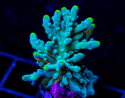 JF RADIANT STAG XL FRAG