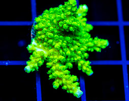 GREEN SLIMER ACRO