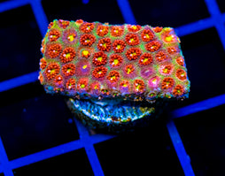 JF KALEIDOSCOPE GONI