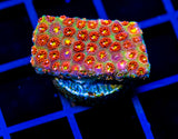 JF KALEIDOSCOPE GONI