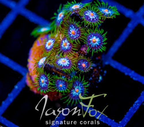 JF STARGAZERS ZOAS COMBO