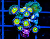 JF ZOA BOUQUET
