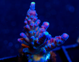 WWC YELLOW TIPS ACRO