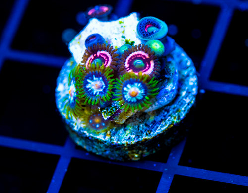 JF STARGAZERS ZOAS COMBO