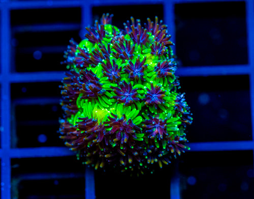 JF INFERNO GALAXIA