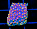 JF BUZZ KILL CYPHASTREA