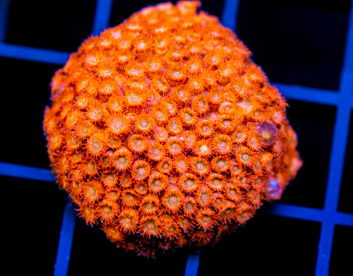 JF AGENT ORANGE CYPHASTREA