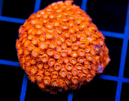 JF AGENT ORANGE CYPHASTREA