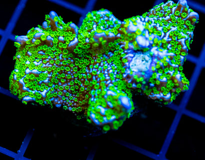 TUBS MONTI STELATTA XL FRAG