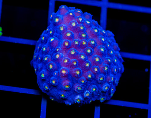 JF TECHNO CYPHASTREA