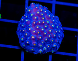 JF TECHNO CYPHASTREA