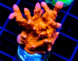 JF RED HOT SETOSA XL FRAG