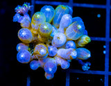 JF YELLOW INFUSED RAINBOW CLOVES COMBO XL FRAG