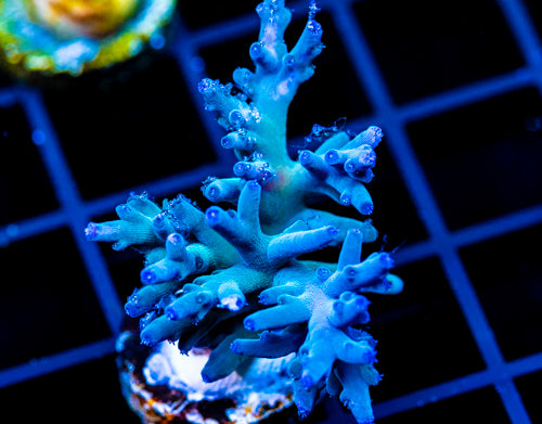 JF SKY BLUE TURAKI XL FRAG