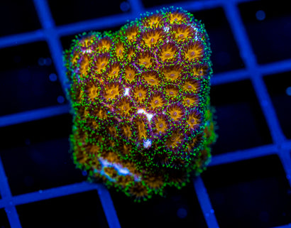 JF ORANGE LEPTASTREA