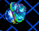 JF NIGHT LIGHT FAVIA