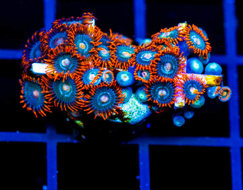 JF GATORAIDES ZOAS