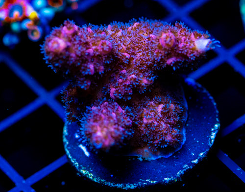HUGOS RAINBOW STAG XL FRAG