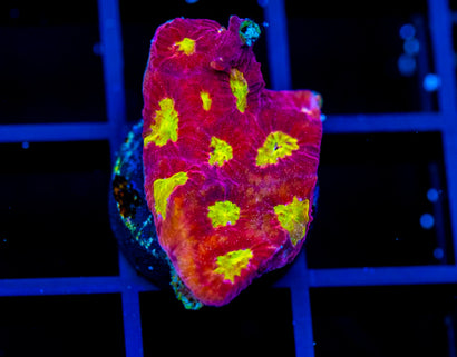 WWC BLOOD DIAMOND FAVIA