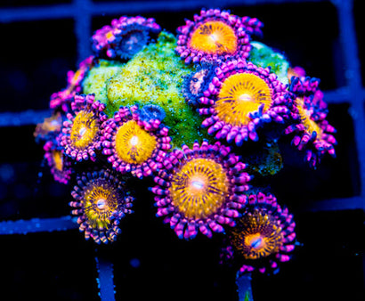 JF MOHICAN SUNS PALYS