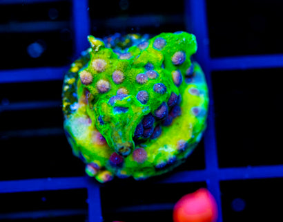 PPE CYPHASTREA