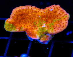 WWC GRAFTED MONTI CAP