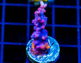 JF PINK BRANCHING CYPHASTREA