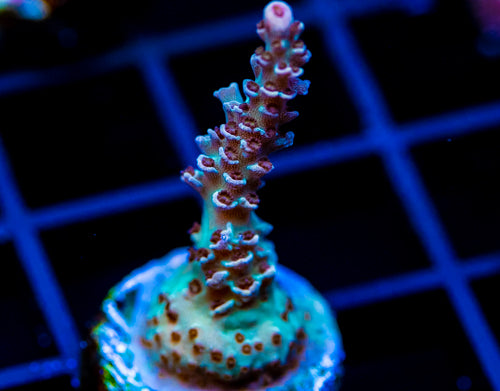 JF CITRONELLA ACRO