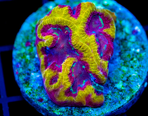GC HELLS FURY FAVIA