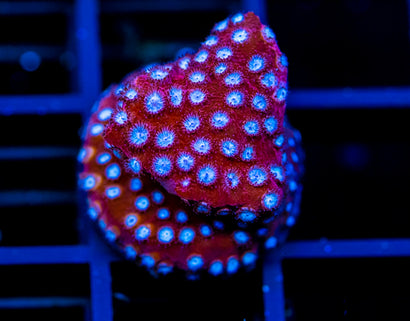 JF CANDYLAND CYPHASTREA