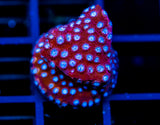 JF CANDYLAND CYPHASTREA