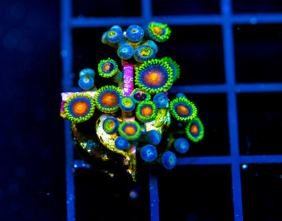 JF DRAGON EYES ZOAS
