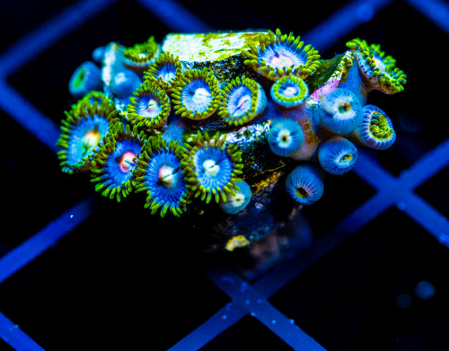JF SKY BLUES ZOAS