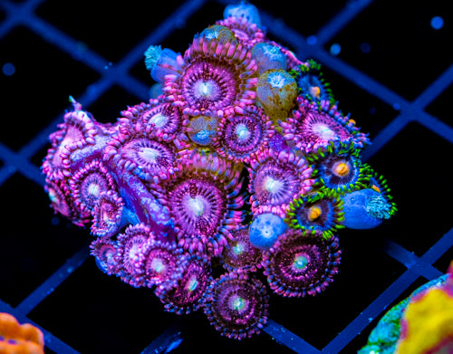 JF BURNING BLOSSOMS COMBO XL FRAG