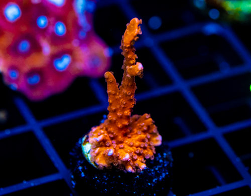 JF FIRESTARTER MONTI HIRSUTA