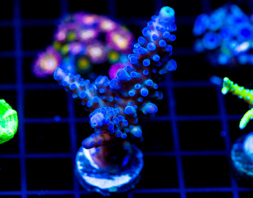 WWC YELLOW TIPS ACRO 2"